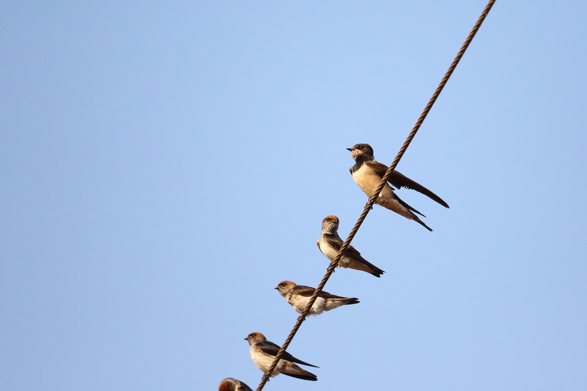 Streak-throated Swallow - Shreyas Punacha