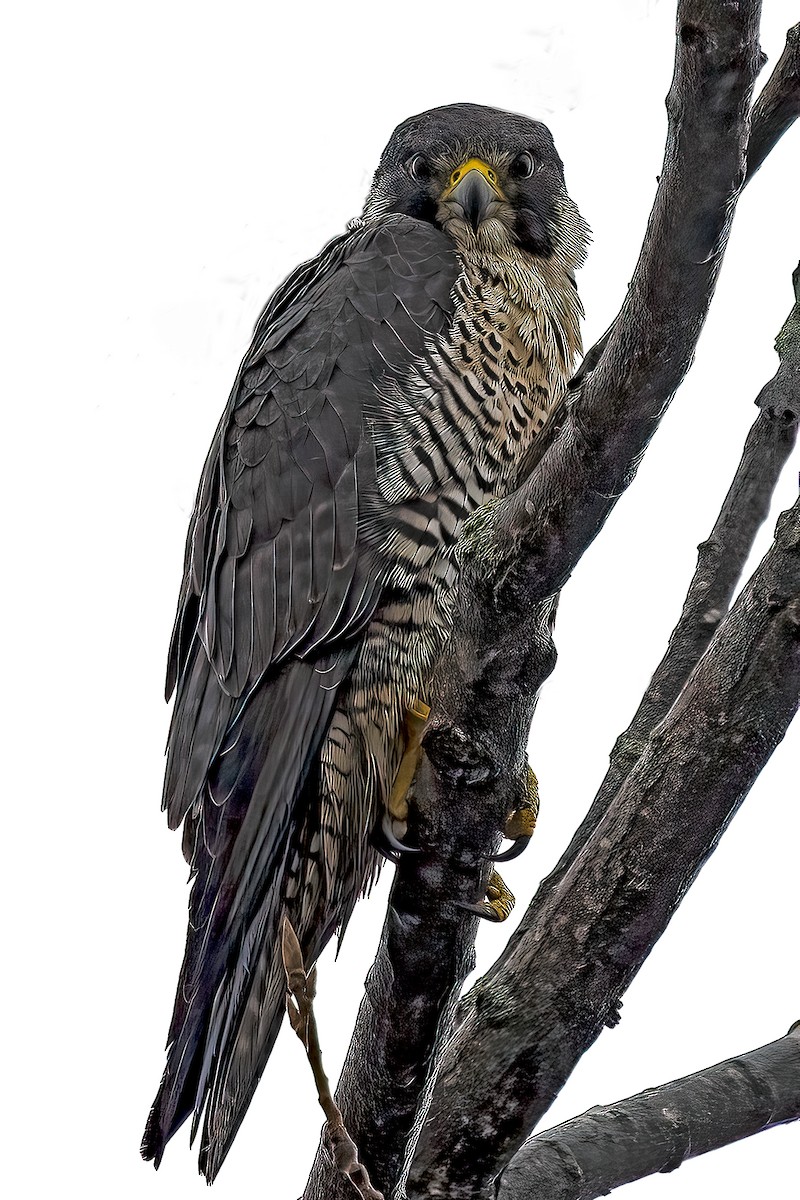 Peregrine Falcon - ML401898561