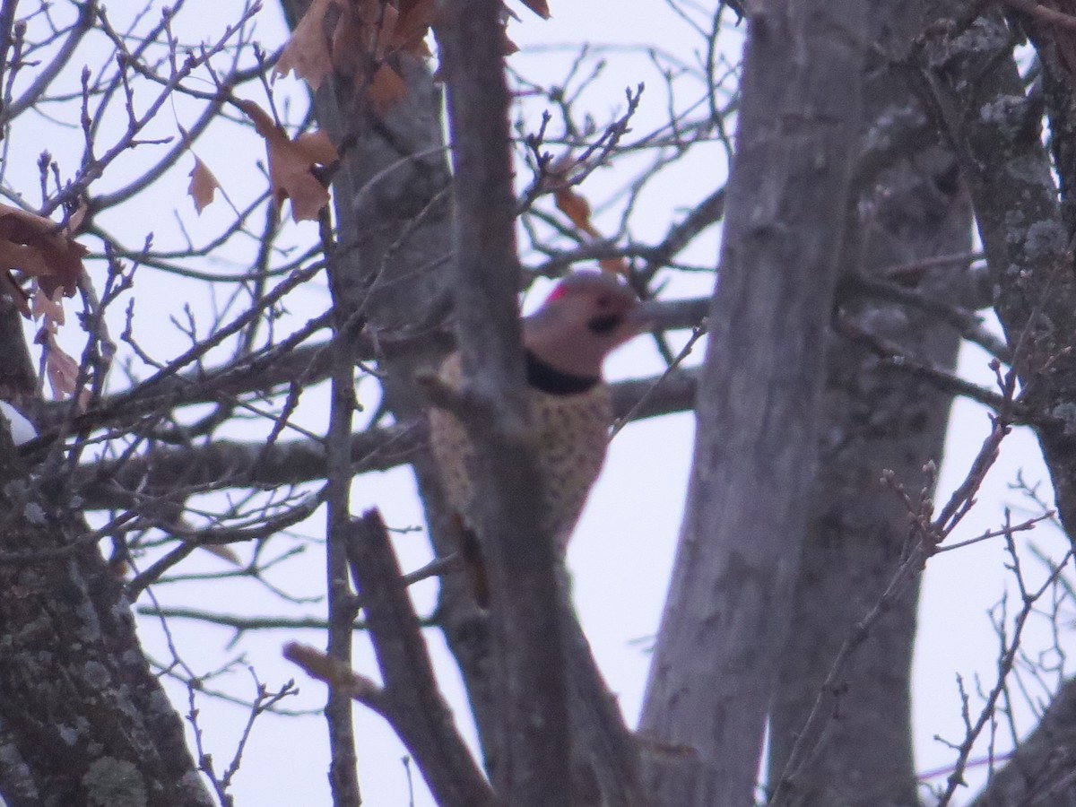 Northern Flicker - Jeff Baughman