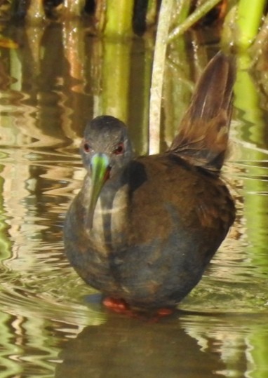 Plumbeous Rail - Fernando Muñoz