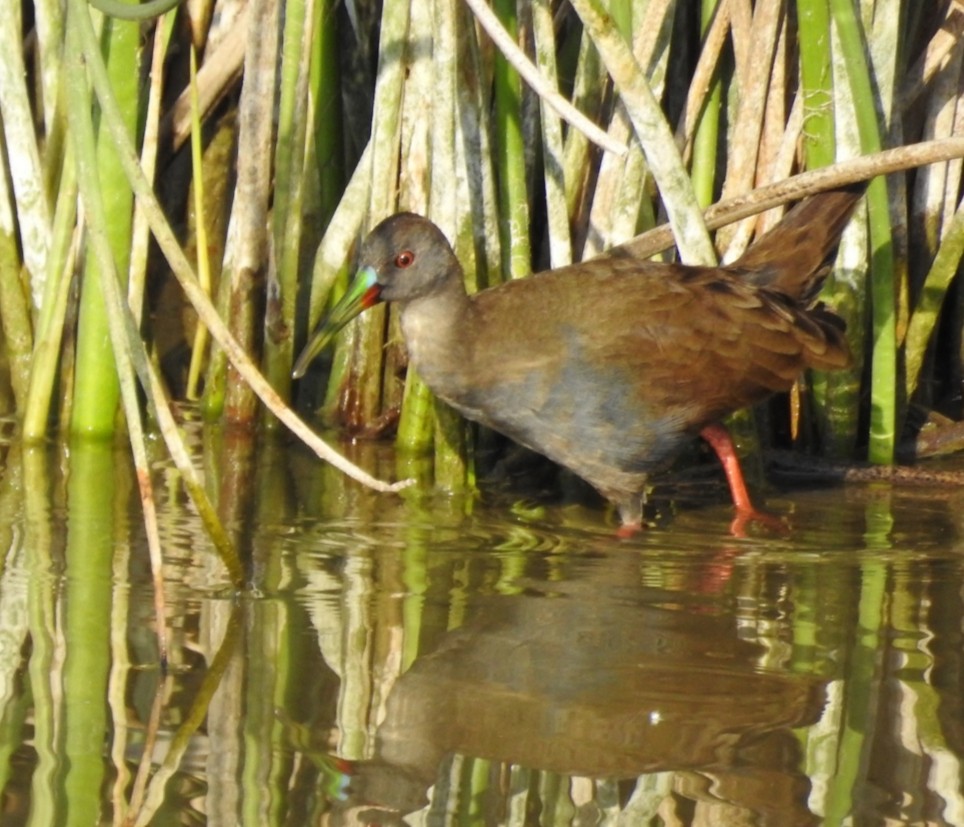 Plumbeous Rail - ML401903451