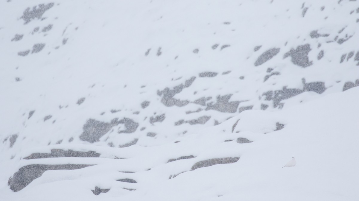 Rock Ptarmigan - Jonathan Guillot