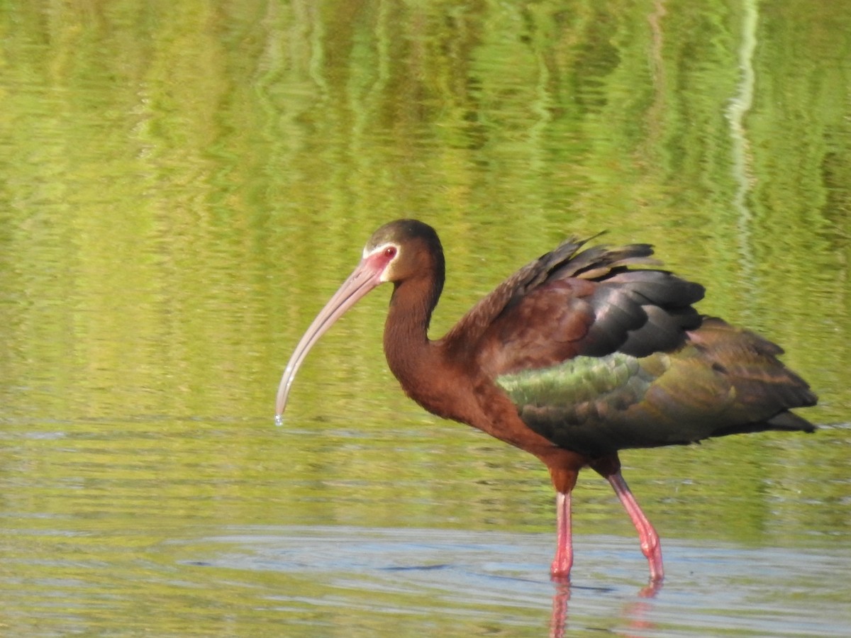 ibis americký - ML401903981