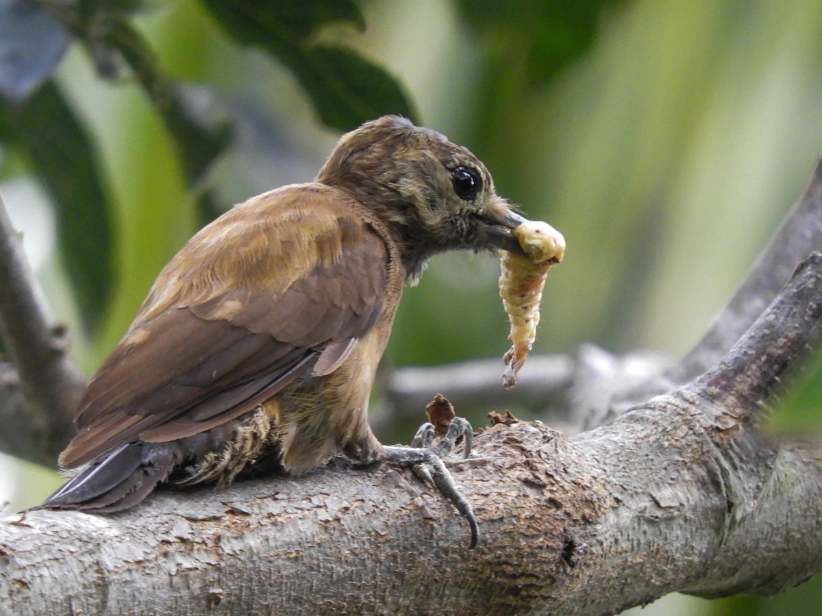 Smoky-brown Woodpecker - ML401904471