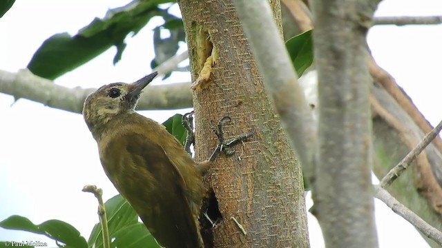 Smoky-brown Woodpecker - ML401904611