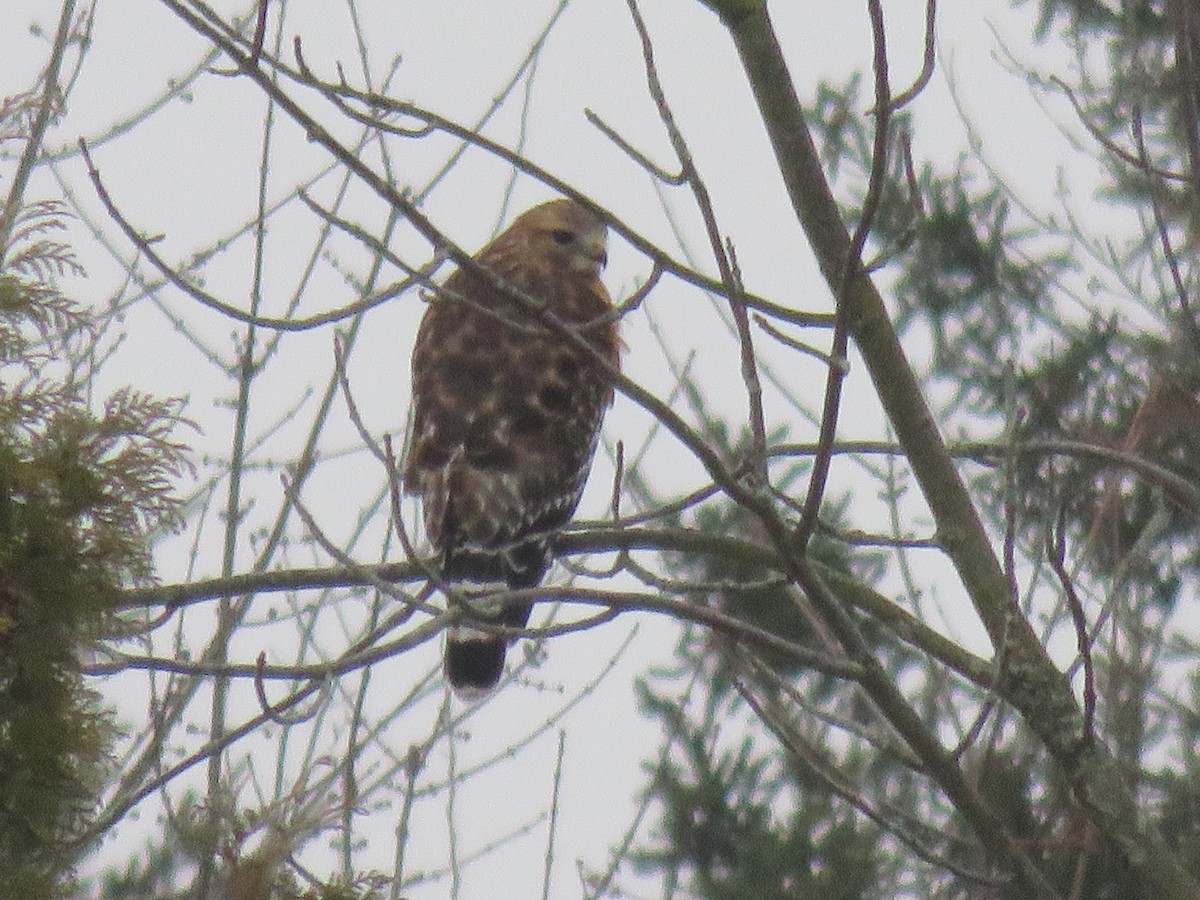 Red-shouldered Hawk - ML401905991