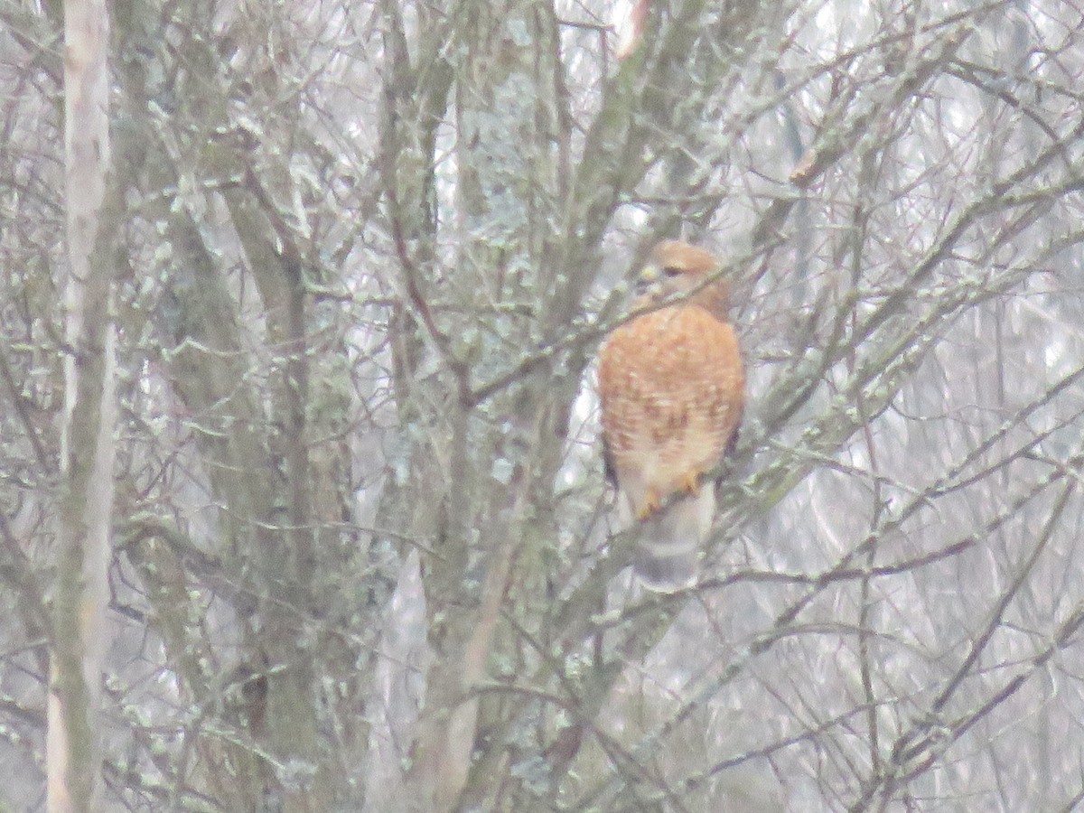 Red-shouldered Hawk - ML401906431