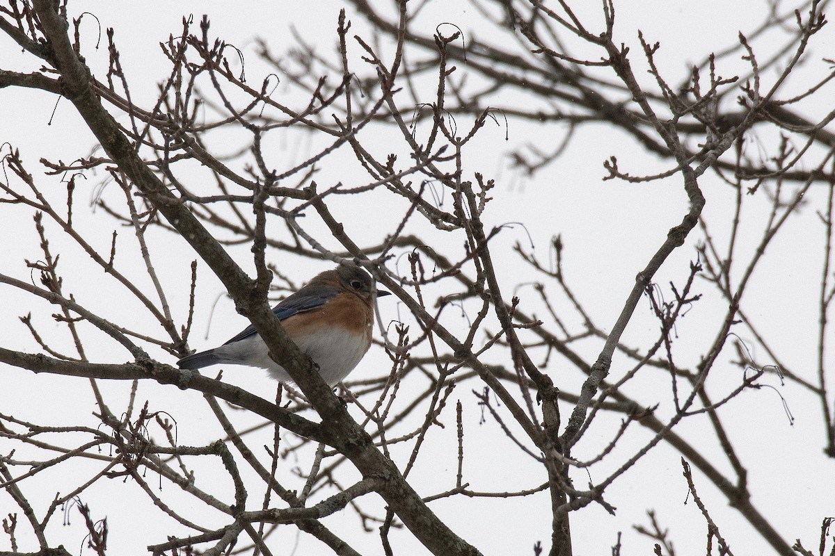 Eastern Bluebird - ML401906531