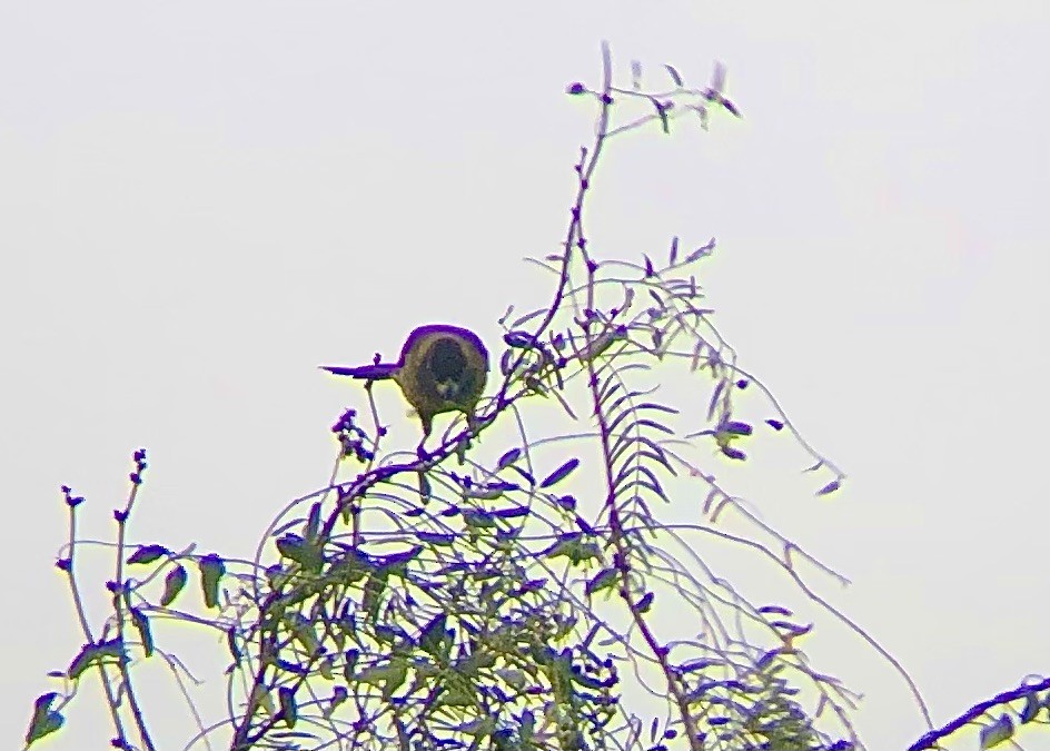 Crimson-collared Grosbeak - Rebekah Rylander