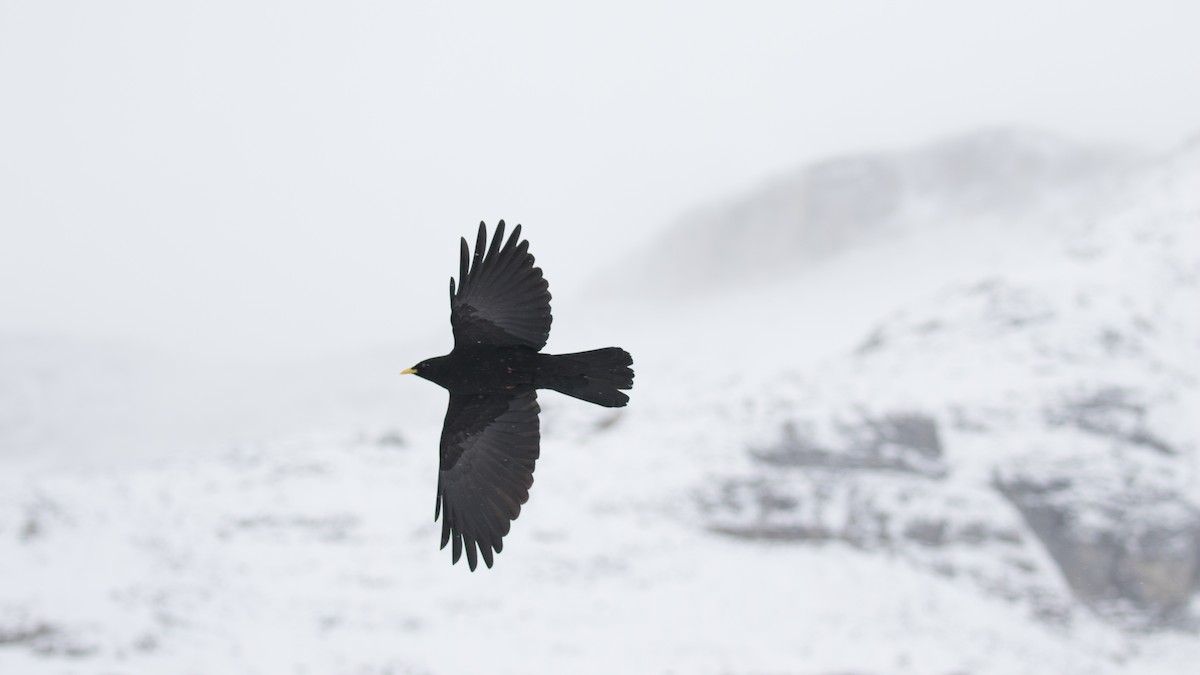 Yellow-billed Chough - Jonathan Guillot