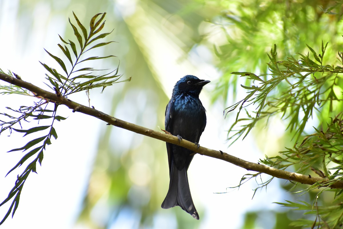 Bronzed Drongo - ML401908311