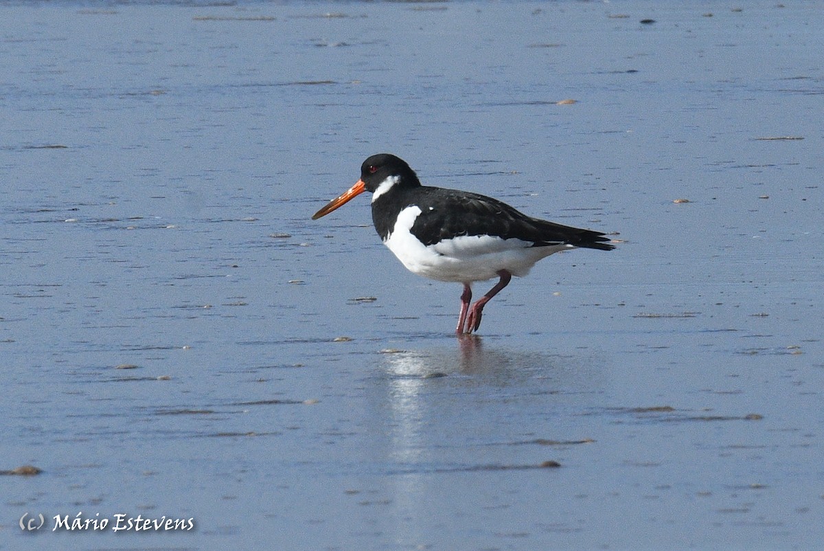 Eurasian Oystercatcher - ML401910391