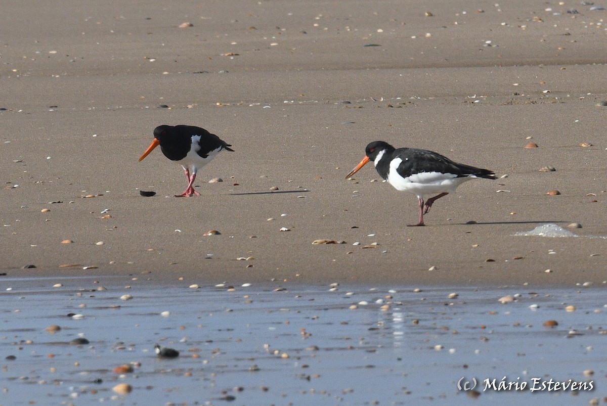 Eurasian Oystercatcher - ML401910411