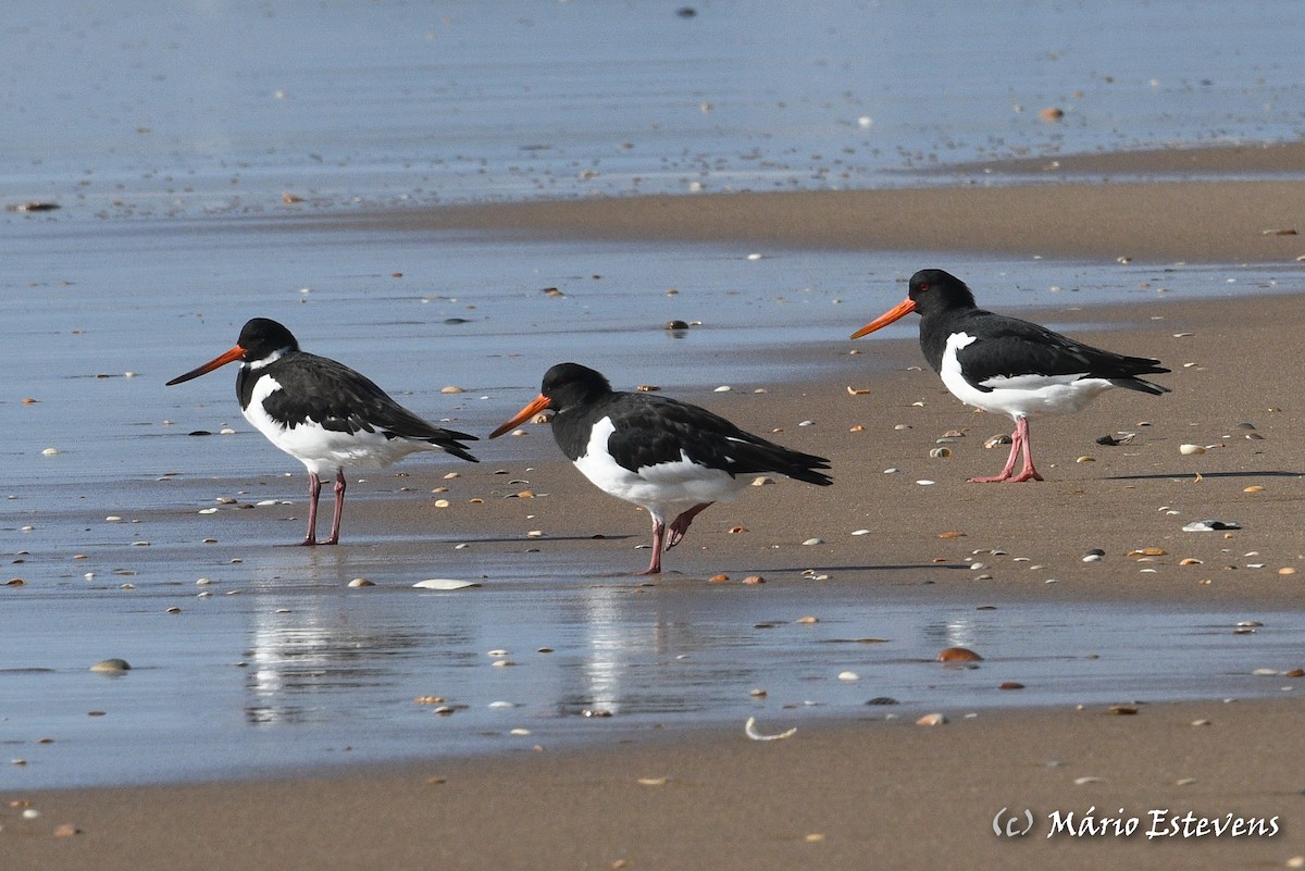 Eurasian Oystercatcher - ML401910451