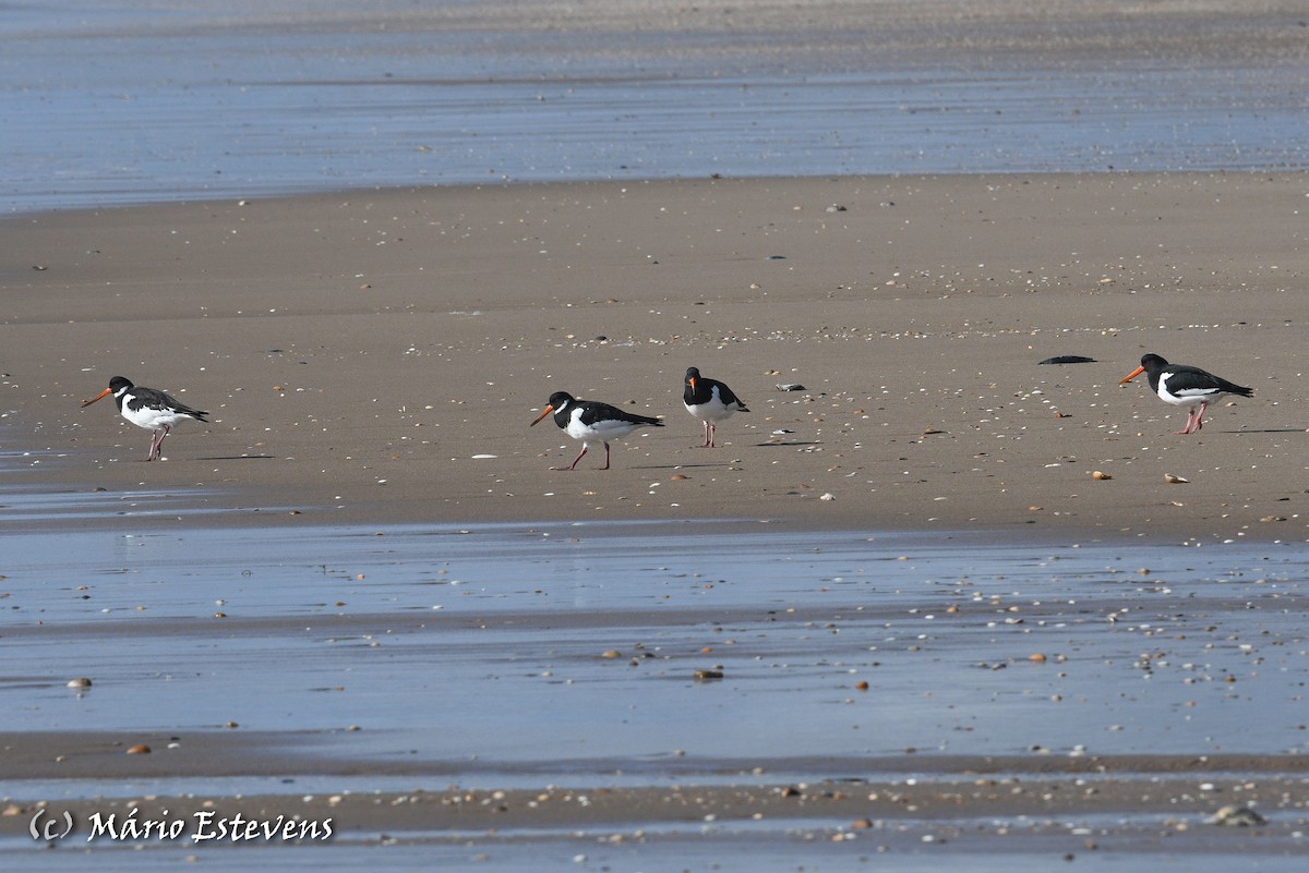 Eurasian Oystercatcher - ML401910461