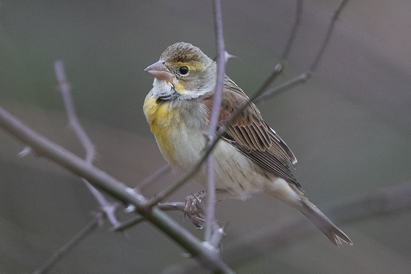 Dickcissel - ML401911451