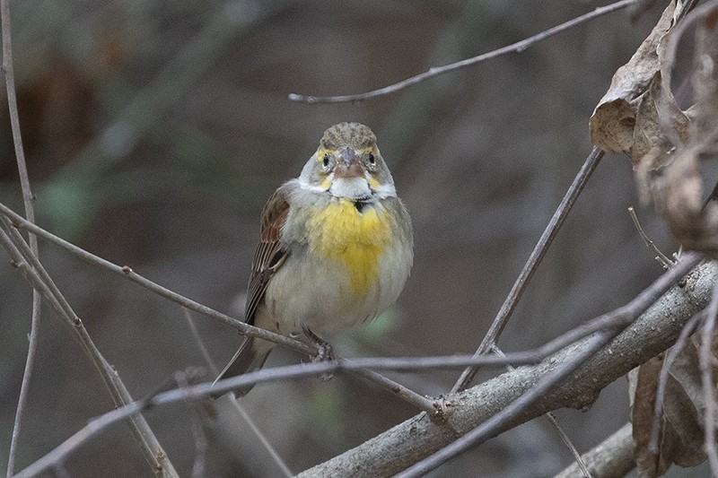 Dickcissel - ML401911461