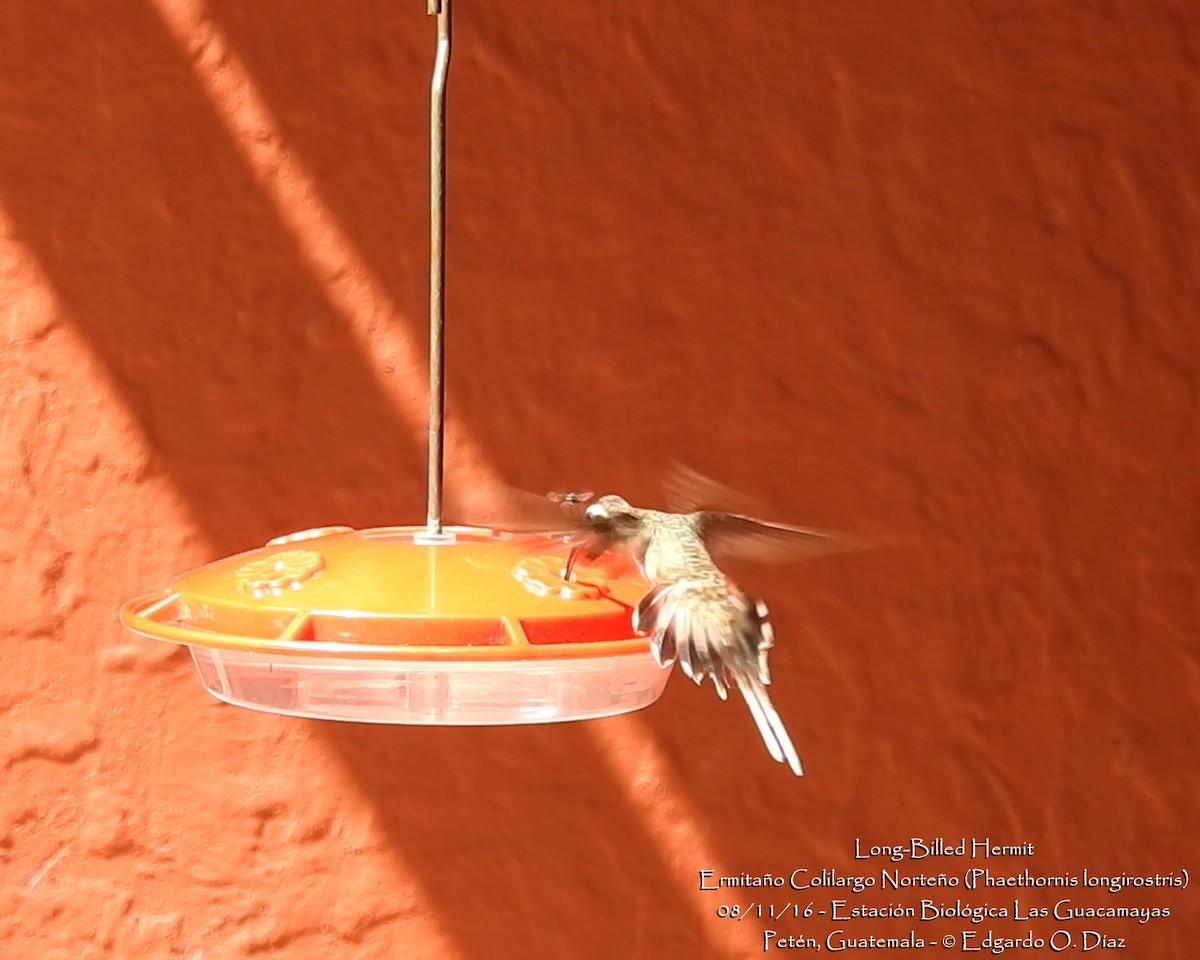 Long-billed Hermit - ML40191181