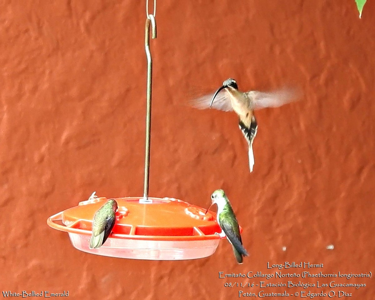 Long-billed Hermit - ML40191191