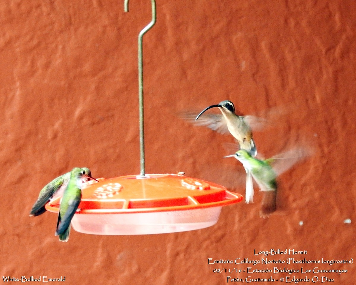 Long-billed Hermit - Edgardo Orozco Díaz