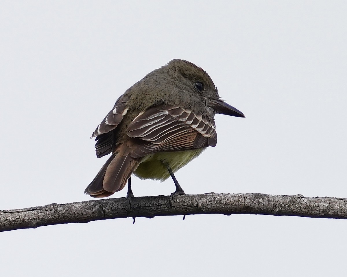 Great Crested Flycatcher - ML401912941