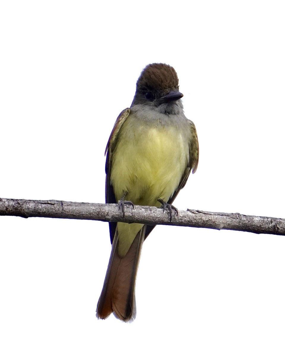 Great Crested Flycatcher - ML401912951