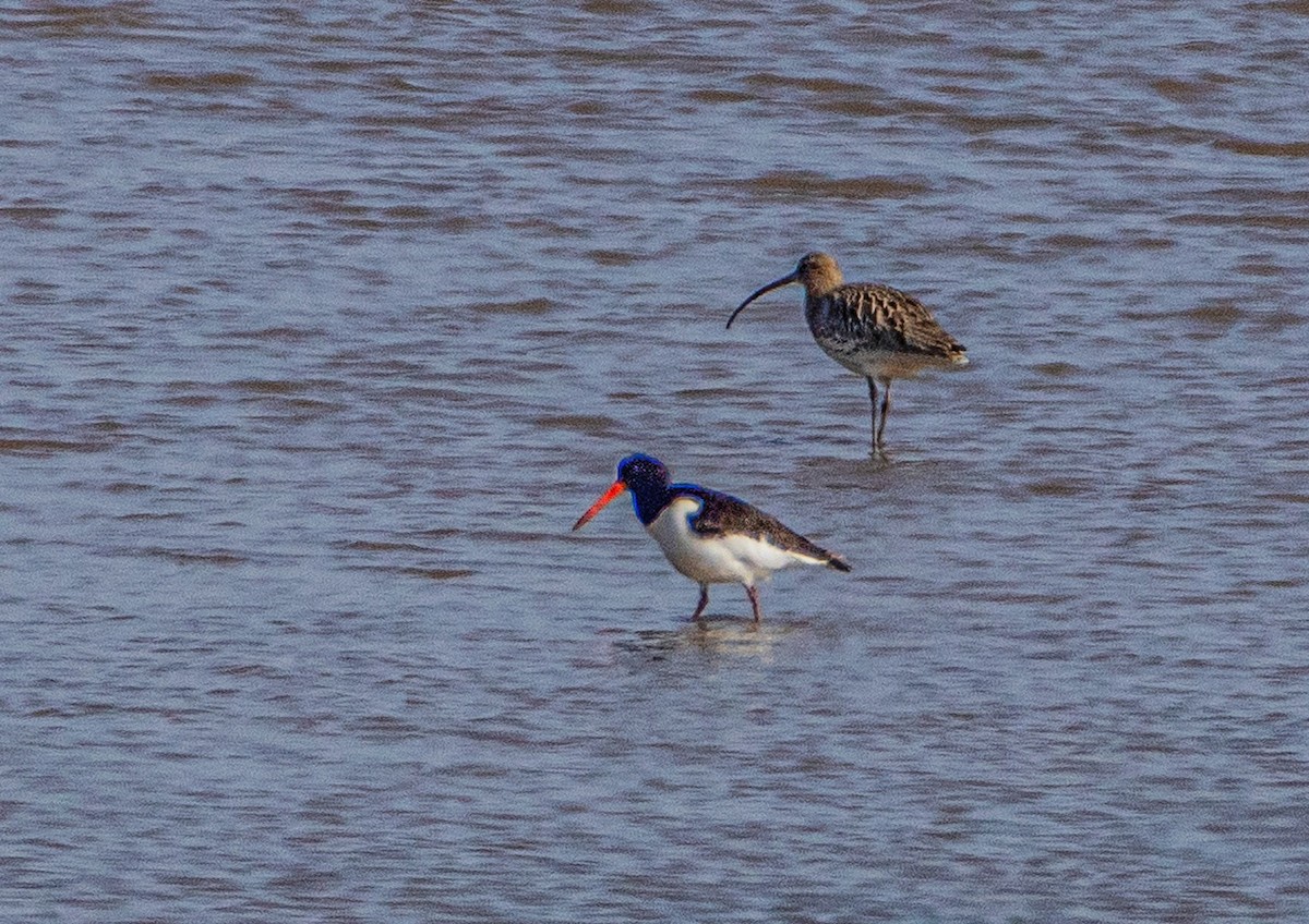 Eurasian Oystercatcher (Far Eastern) - ML401913271