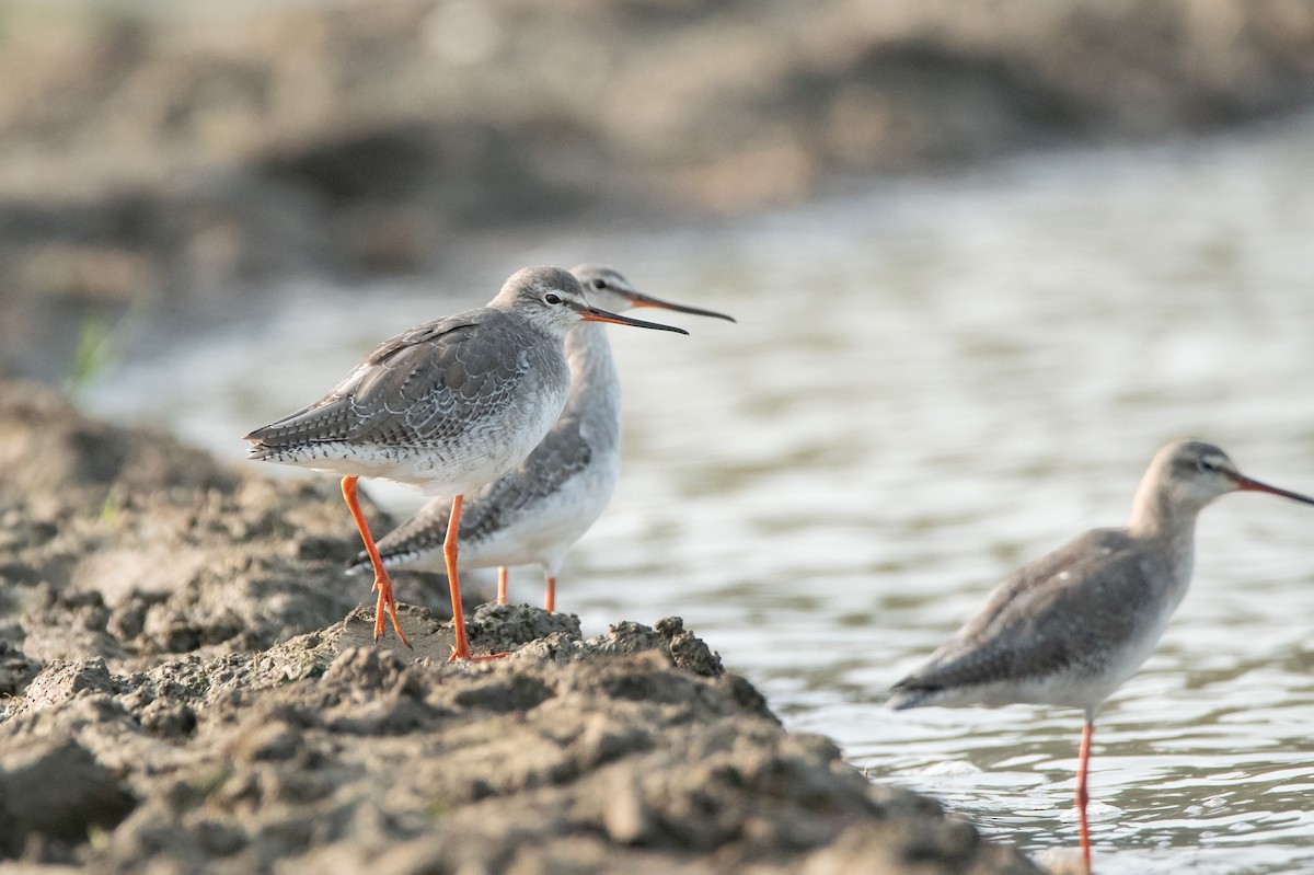 Spotted Redshank - Abdul Fattah