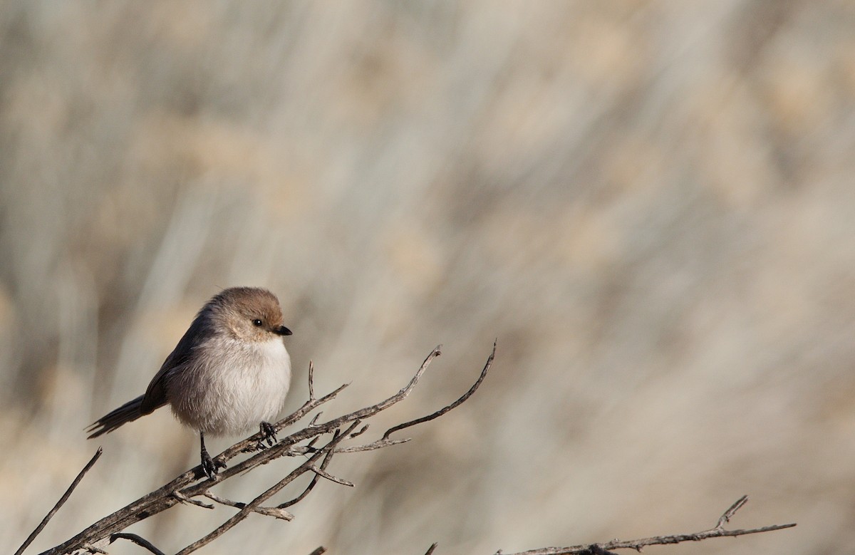 Bushtit - ML401914801