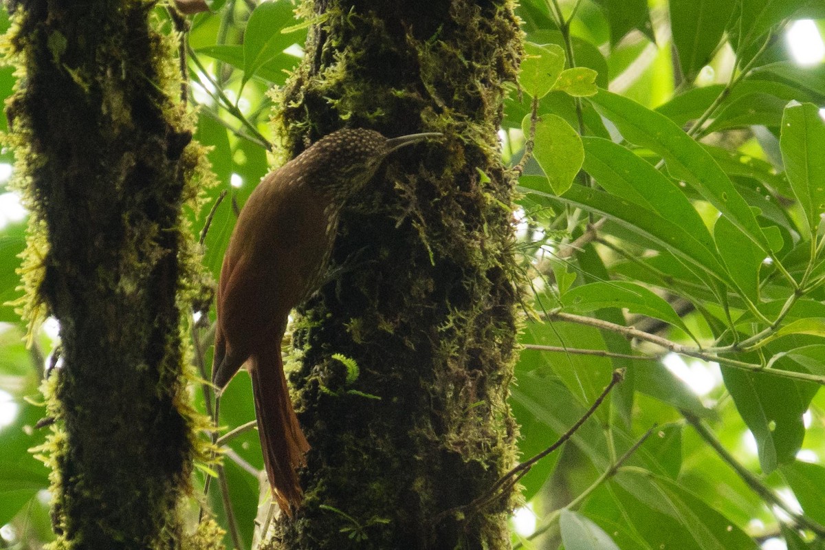 Spot-crowned Woodcreeper - ML40191501