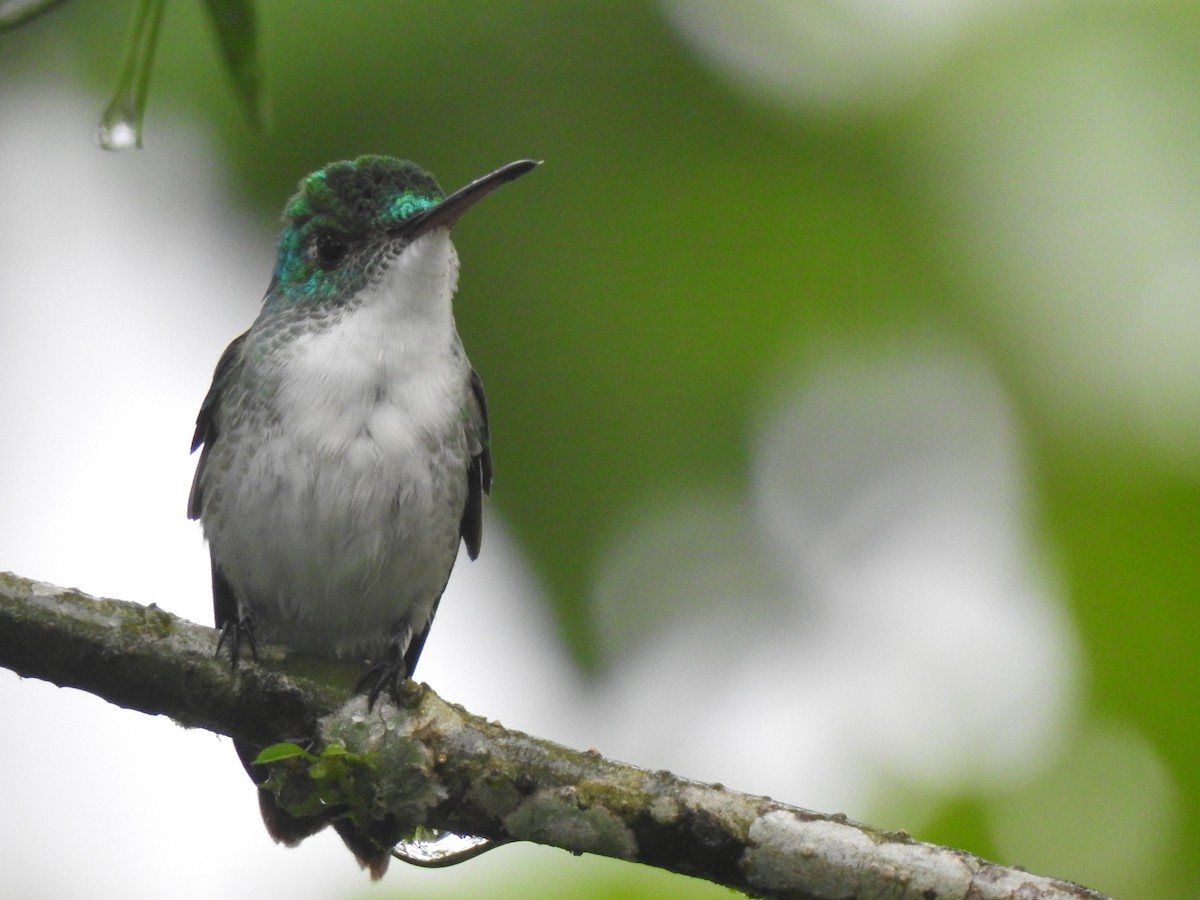 Andean Emerald - ML401915261