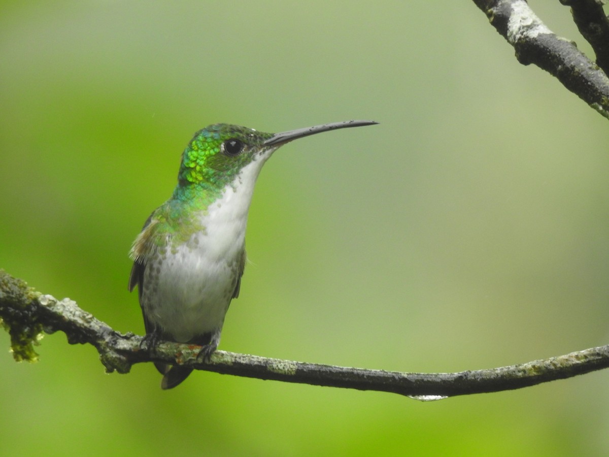 Andean Emerald - ML401915351