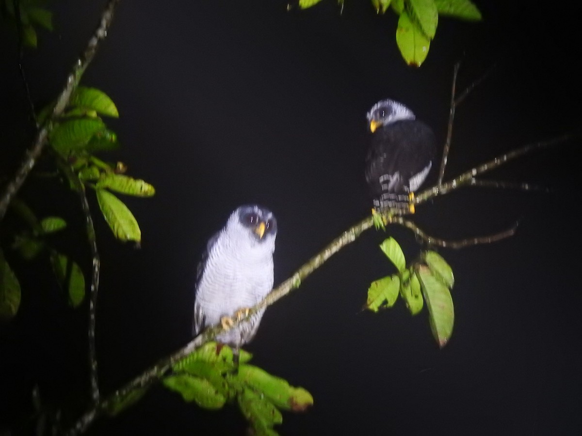 Black-and-white Owl - LEODAN ARCOS