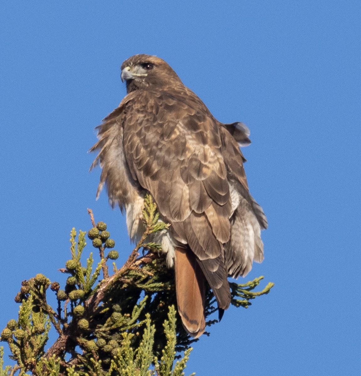 Red-tailed Hawk - ML401916861