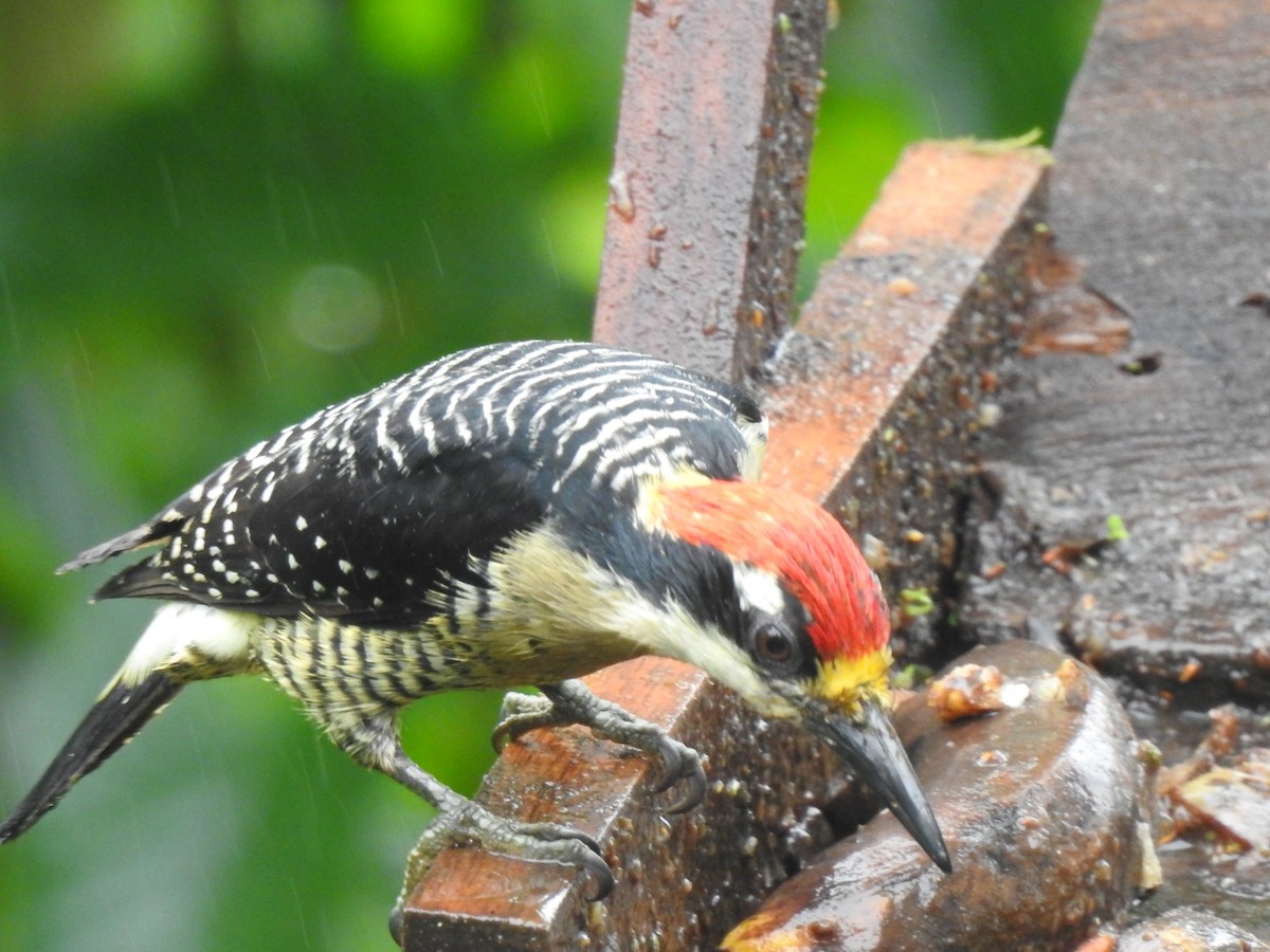 Black-cheeked Woodpecker - LEODAN ARCOS