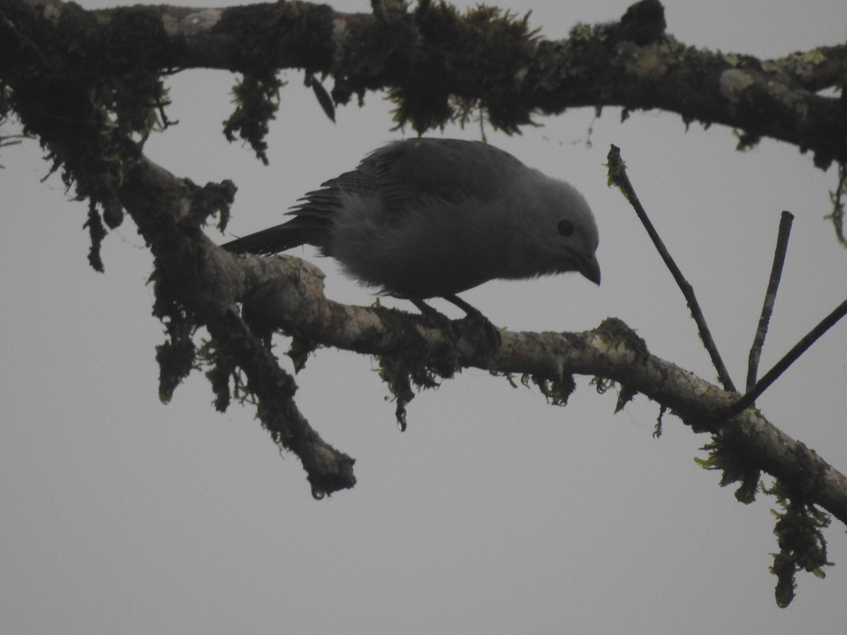 Blue-gray Tanager - LEODAN ARCOS