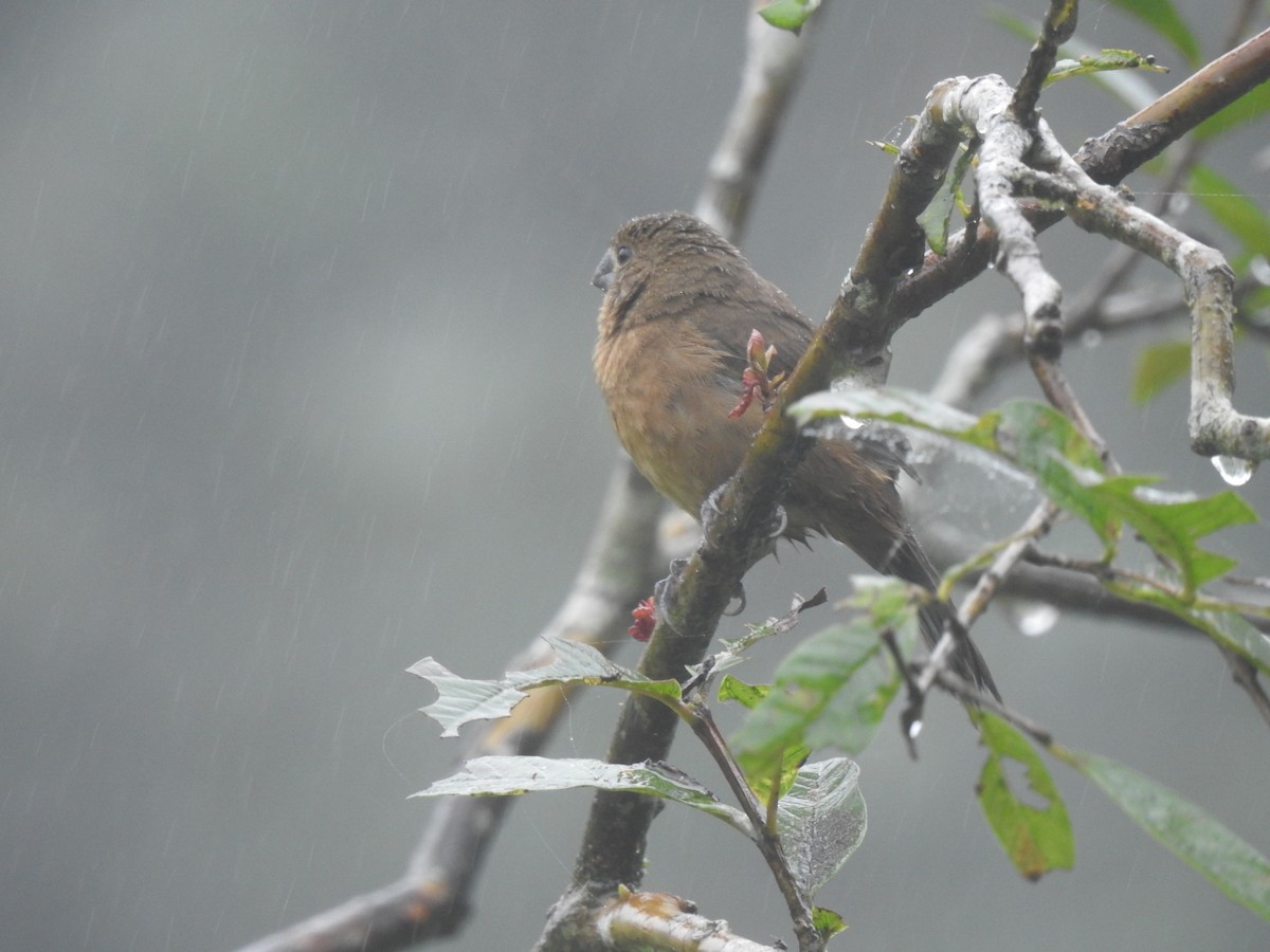 Variable Seedeater - LEODAN ARCOS