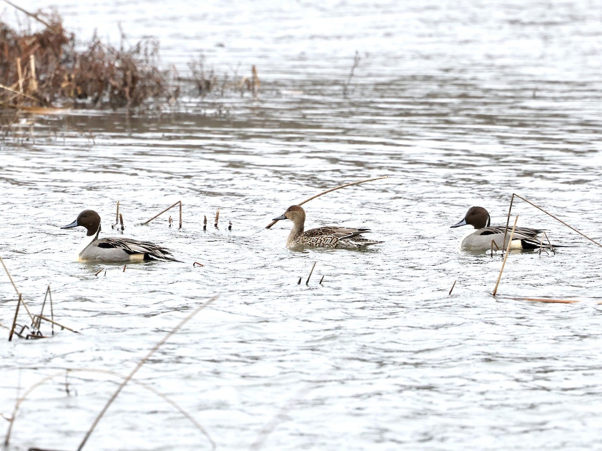 Northern Pintail - ML401918251