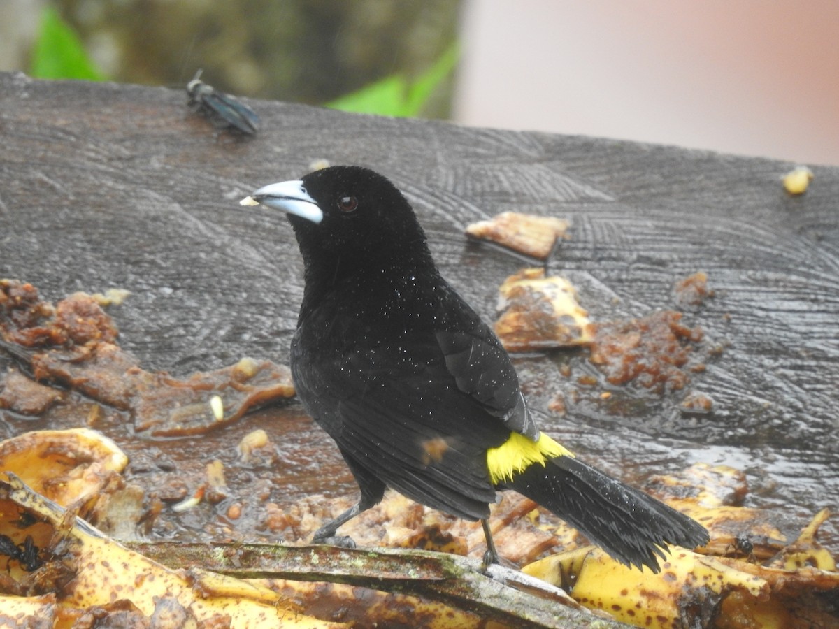 Flame-rumped Tanager - LEODAN ARCOS