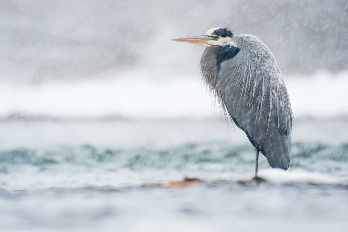 Great Blue Heron (Great Blue) - ML401919071