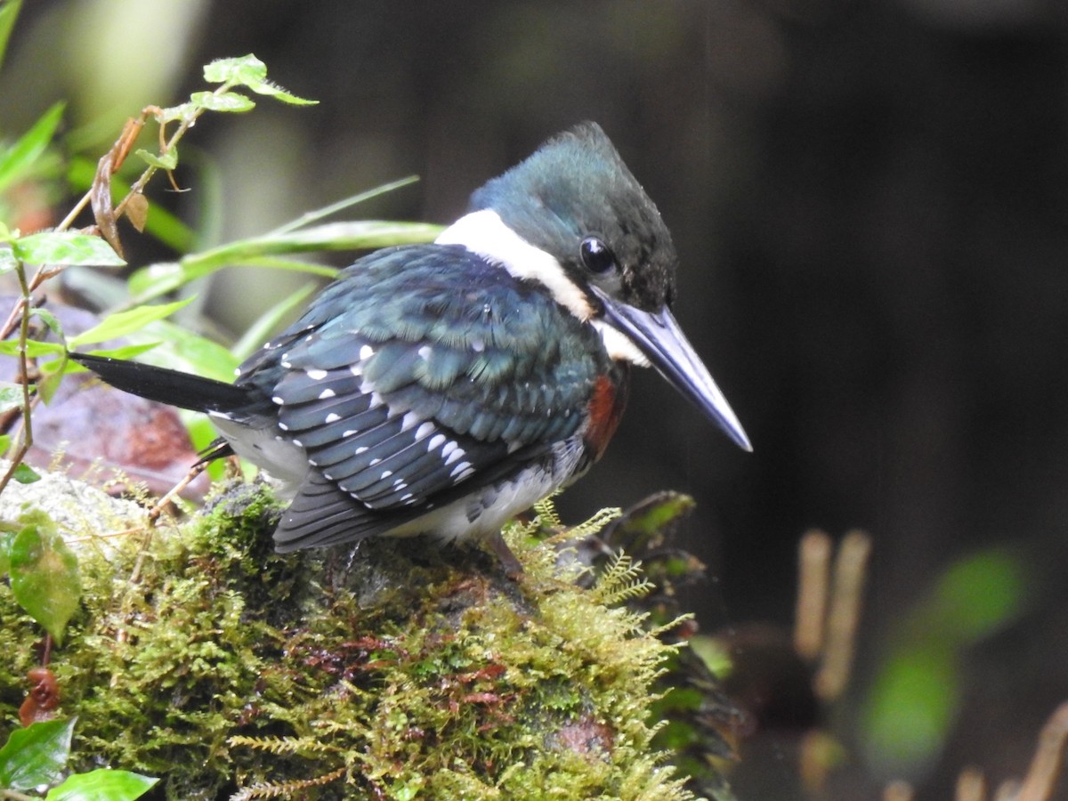 Green Kingfisher - LEODAN ARCOS