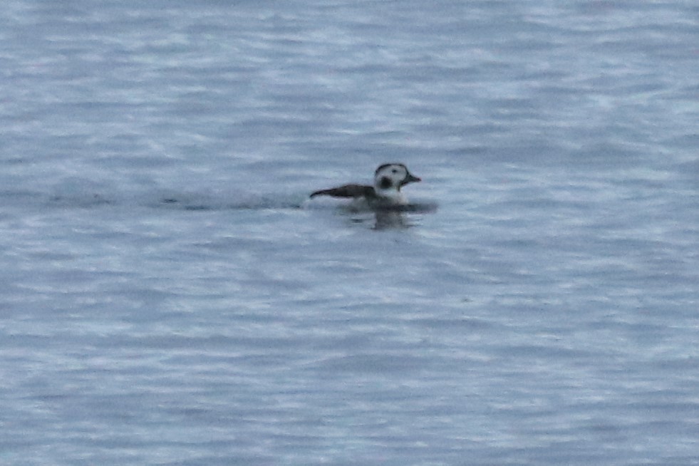 コオリガモ - ML401920201