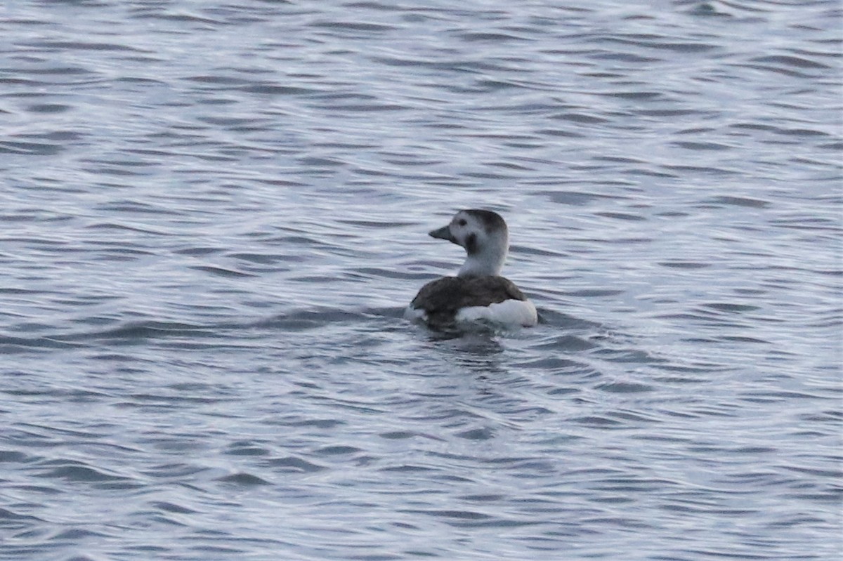 コオリガモ - ML401920271