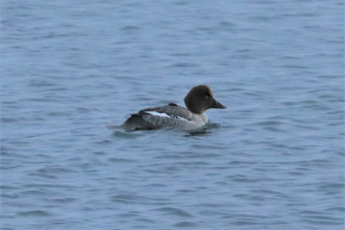 ホオジロガモ - ML401920321