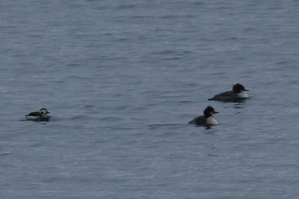 コオリガモ - ML401920491