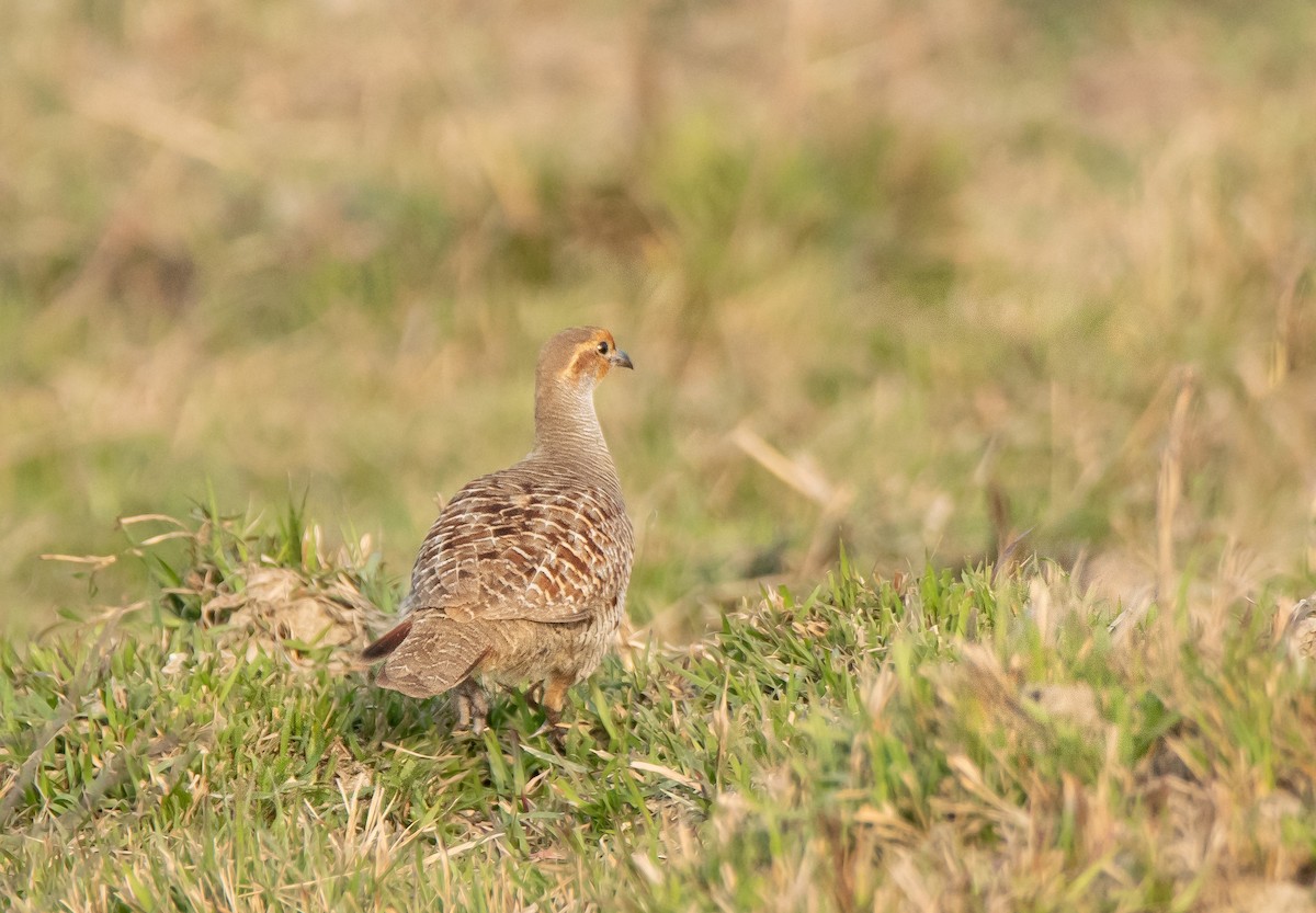 Gray Francolin - Abdul Fattah