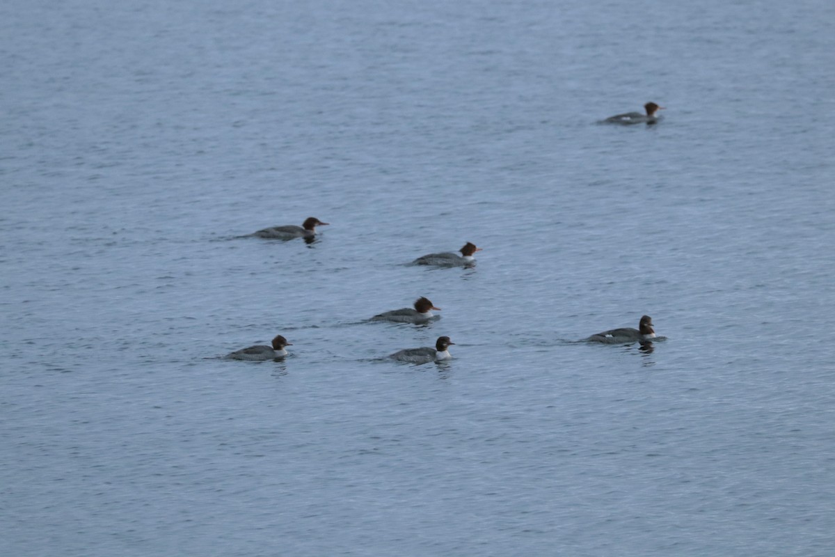 カワアイサ - ML401920721