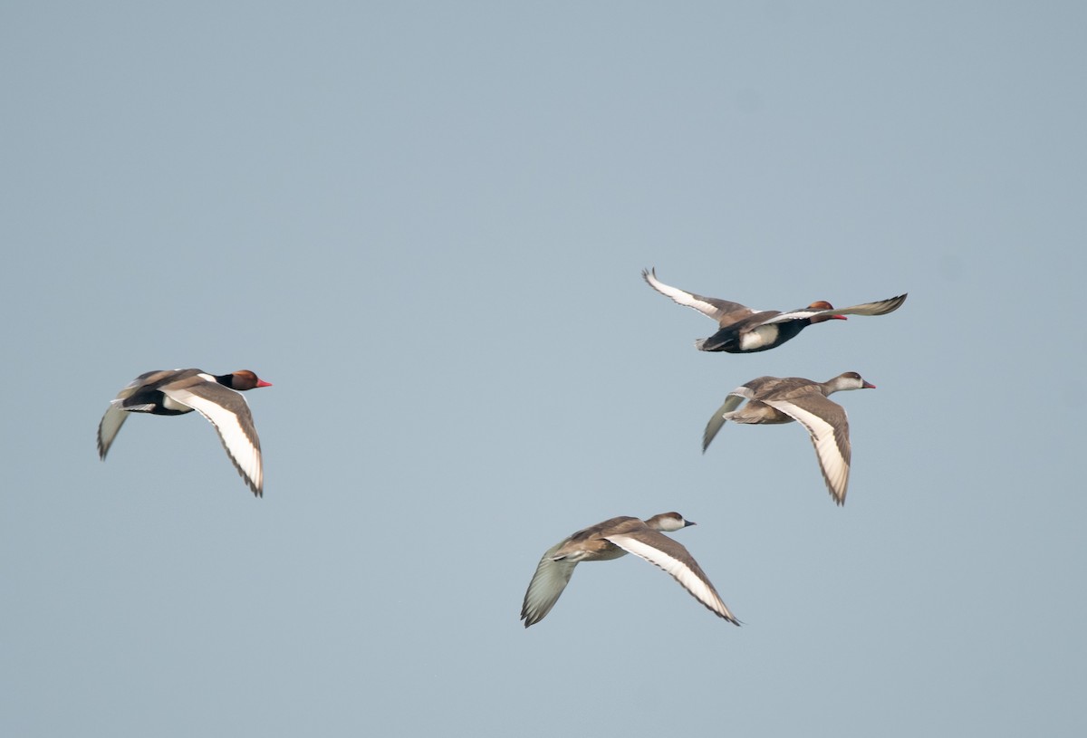 Red-crested Pochard - ML401920821