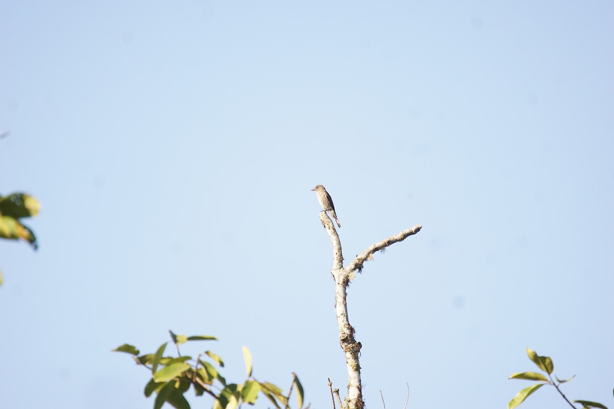 Western Wood-Pewee - Jens Bokelaar