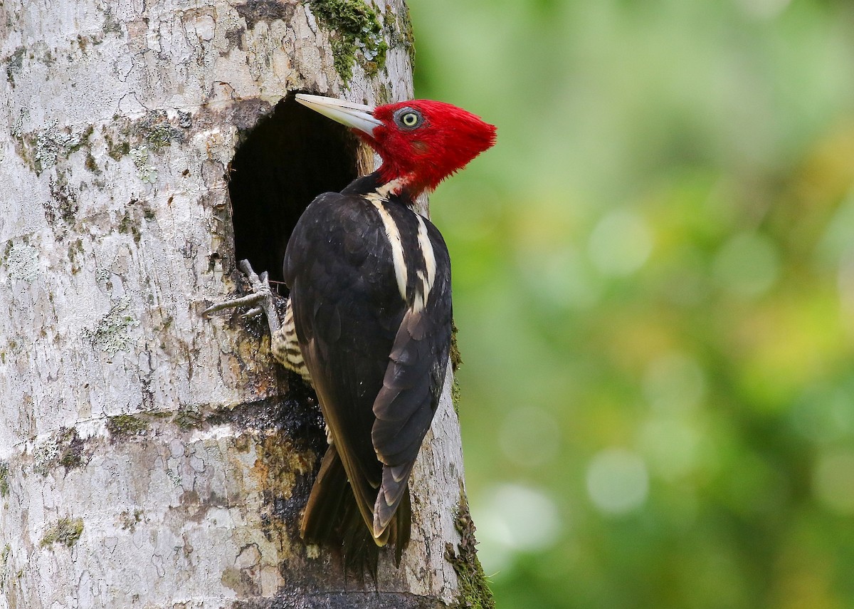 Pale-billed Woodpecker - Carlos Sanchez